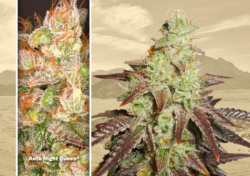 dutch-passion-cannabis-seed-company-top-5-autoflower-auto-night-queen