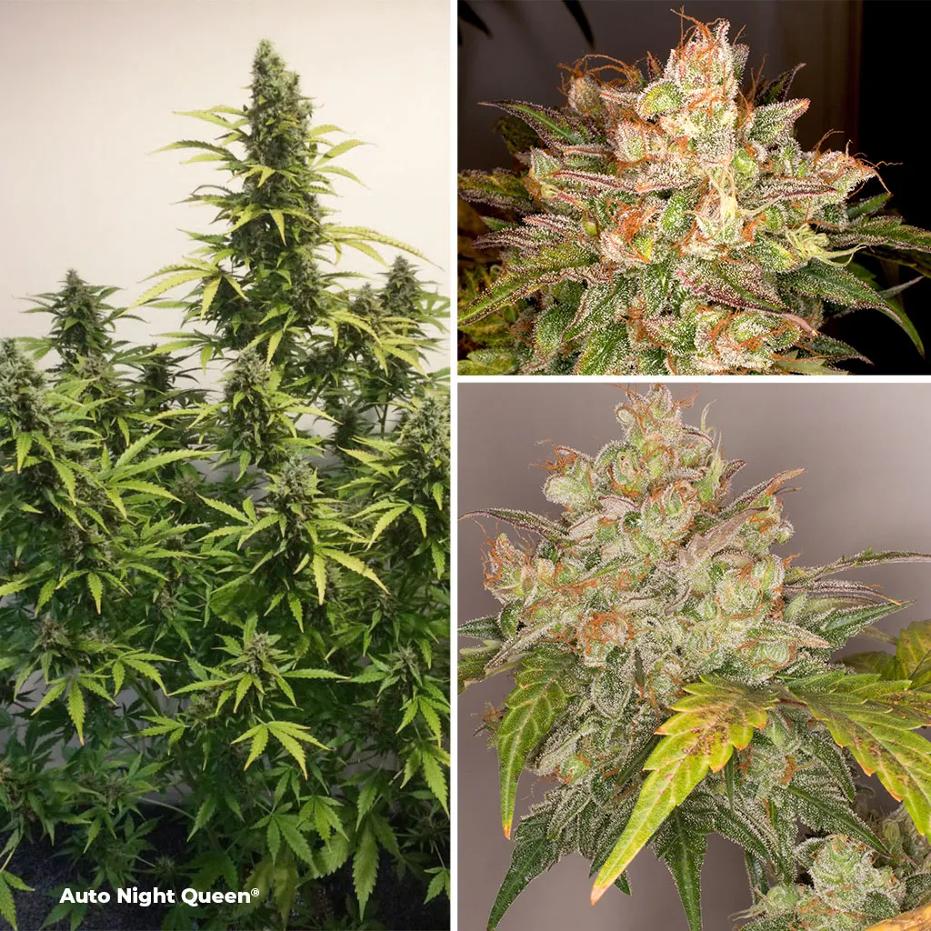 Auto-Night-Queen-dutch-passion-autoflowers-for-SOG