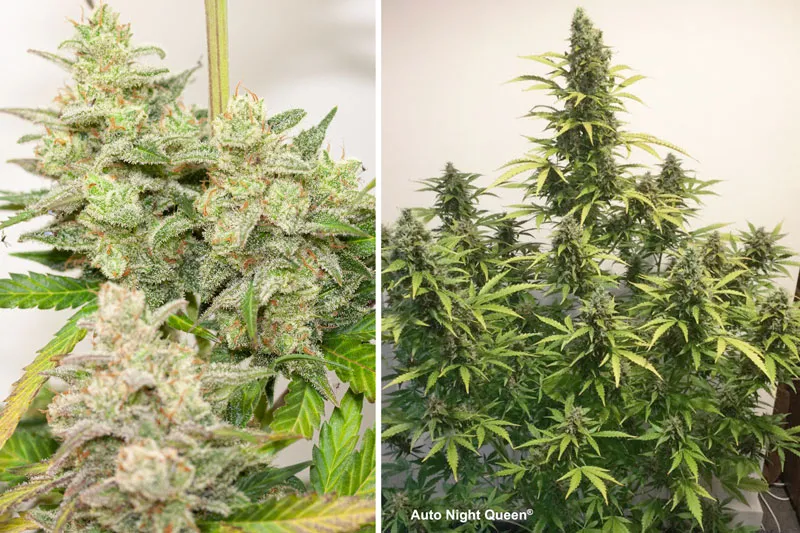 Dutch Passion Auto Night Queen