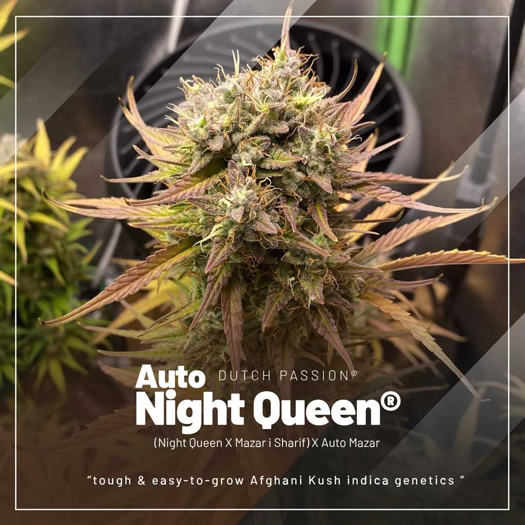 Auto-Night-queen-easy-afghani-autoflower-cannabis-seeds