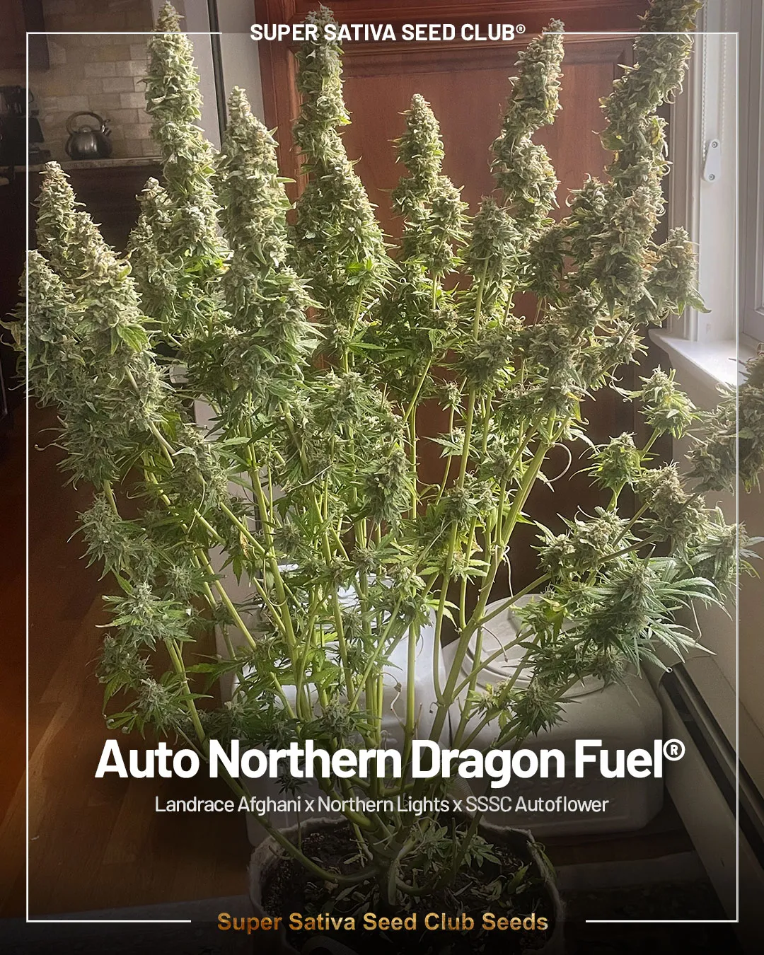 Auto Northern Dragon Fuel by super sativa seed club