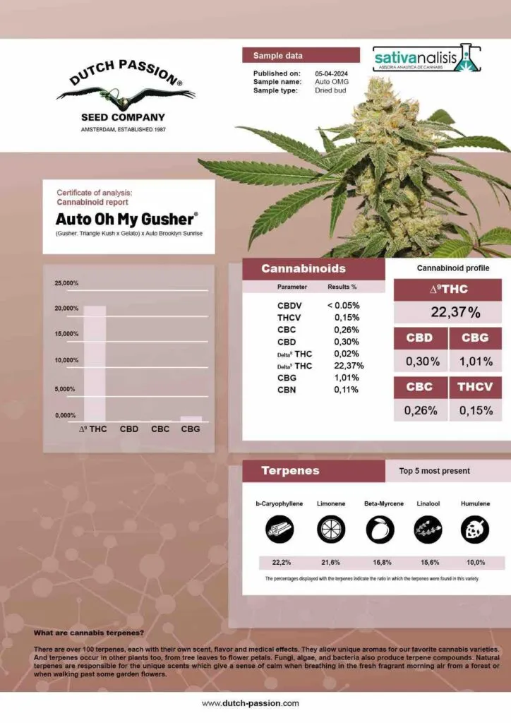 Auto-Oh-My-Gusher-cannabinoids-report-Dutch-Passion-724x1024.