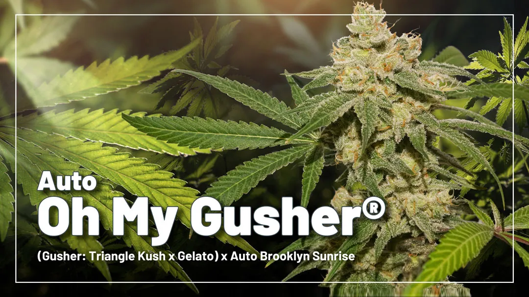 Auto-Oh-My-Gusher-new-autoflower