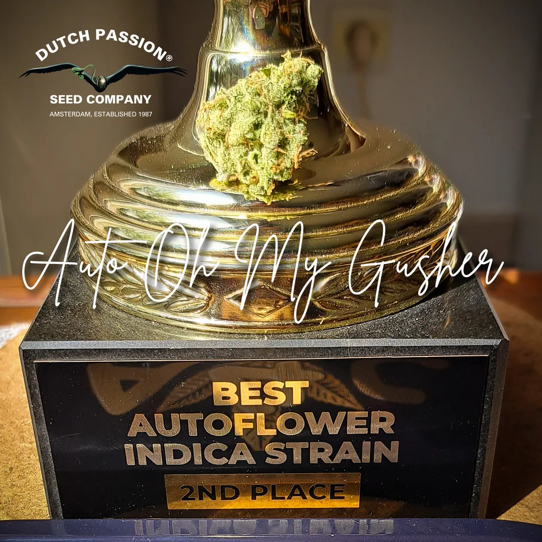 Auto-Oh-my-gusher-2nd-place-cannabis-cup