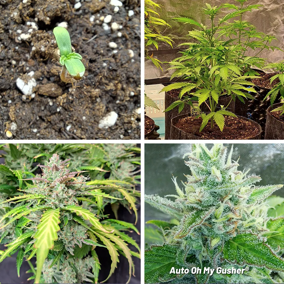 Auto-Oh-my-gusher-2nd-place-cannabis-cup-main-grow-plant