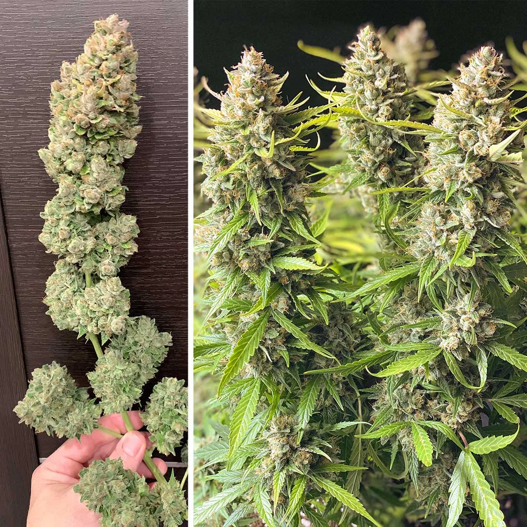 Auto-Orange-Bud---can-sized-buds-at-harvest