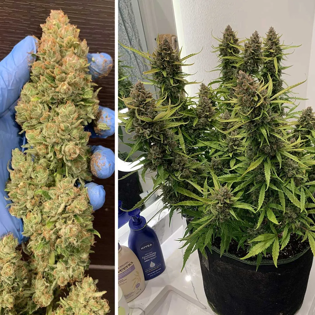 Auto-Orange-Bud---can-sized-buds-at-harvest-B(1).