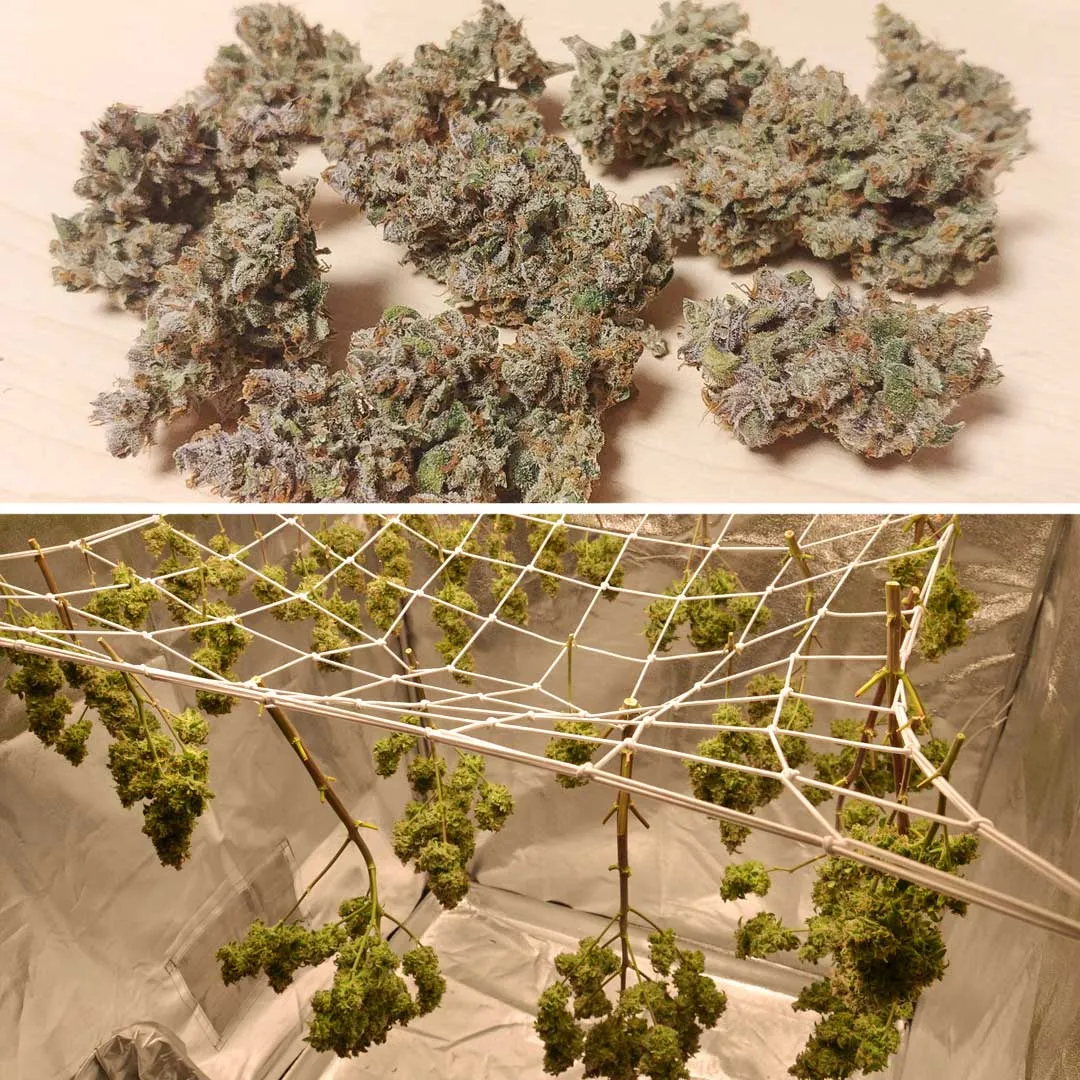 Auto-Orange-Bud-270g-dry-yield-despite-grow-light-issues(