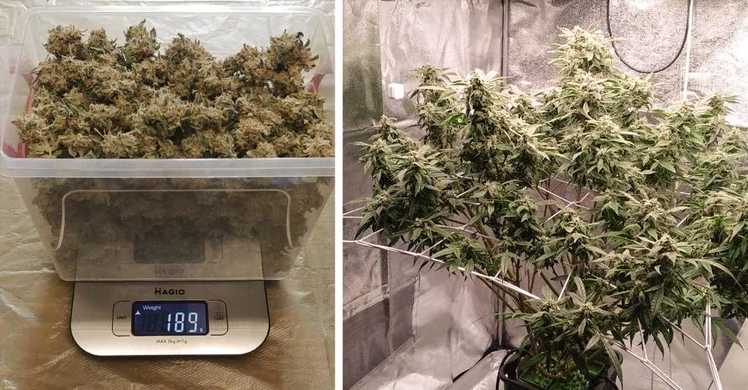 Auto-Orange-Bud-270g-dry-yield-despite-grow-light-issues-2