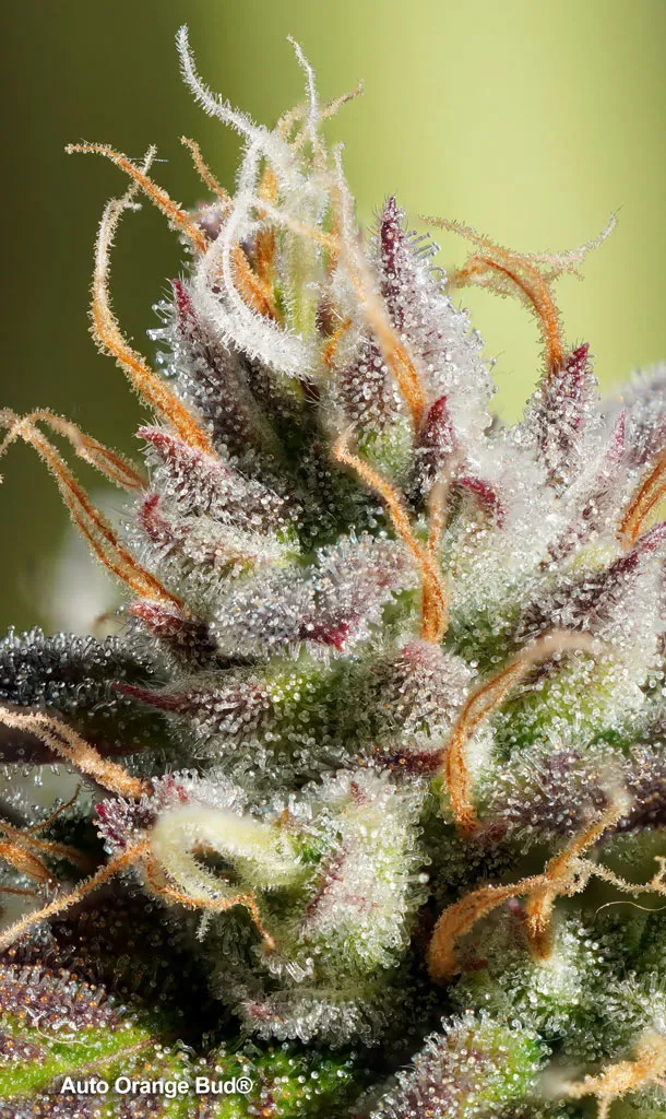 Auto Orange Bud