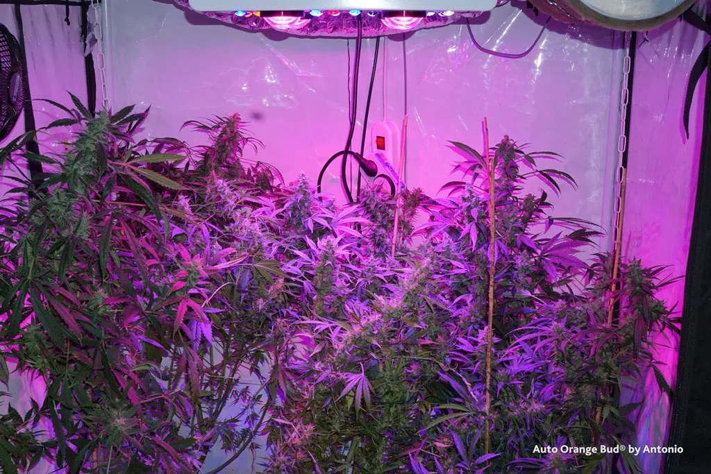 Auto-Orange-Bud-cannabis-seeds-by-Antonio-flowering-resinous-buds-colas-stacked-flowers