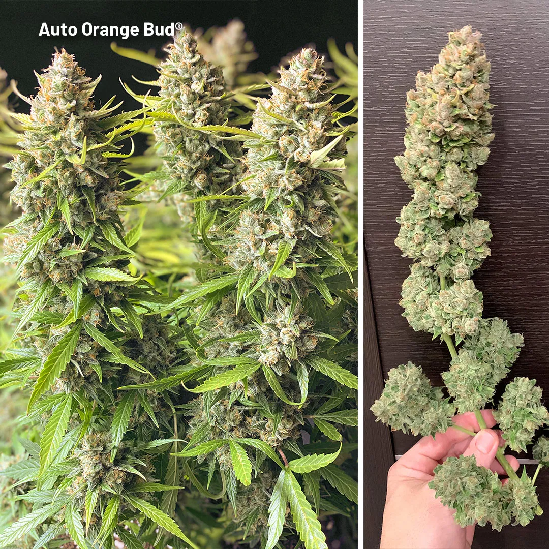 Auto-Orange-Bud-classic-orange-autoflower-cannabis-seed