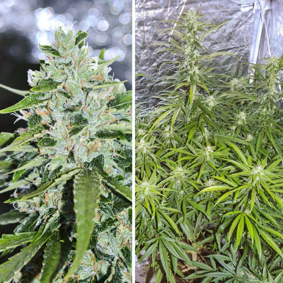 Auto-Orange-Bud-delivers-265g-dry-haul-in-85-days