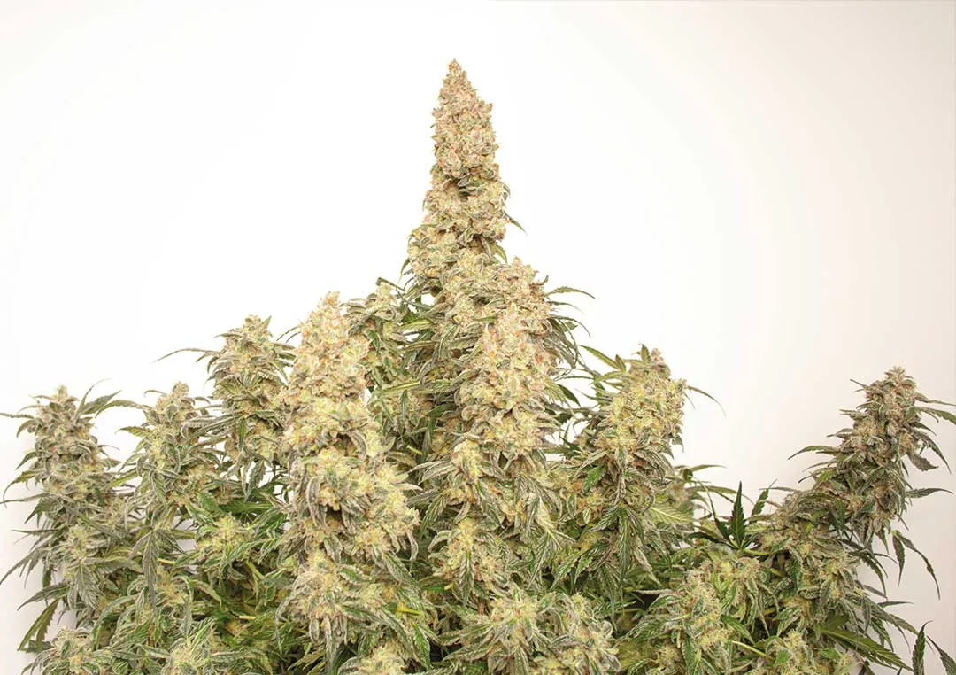 Auto-Orange-Bud-frosty-big-plant-large-yields