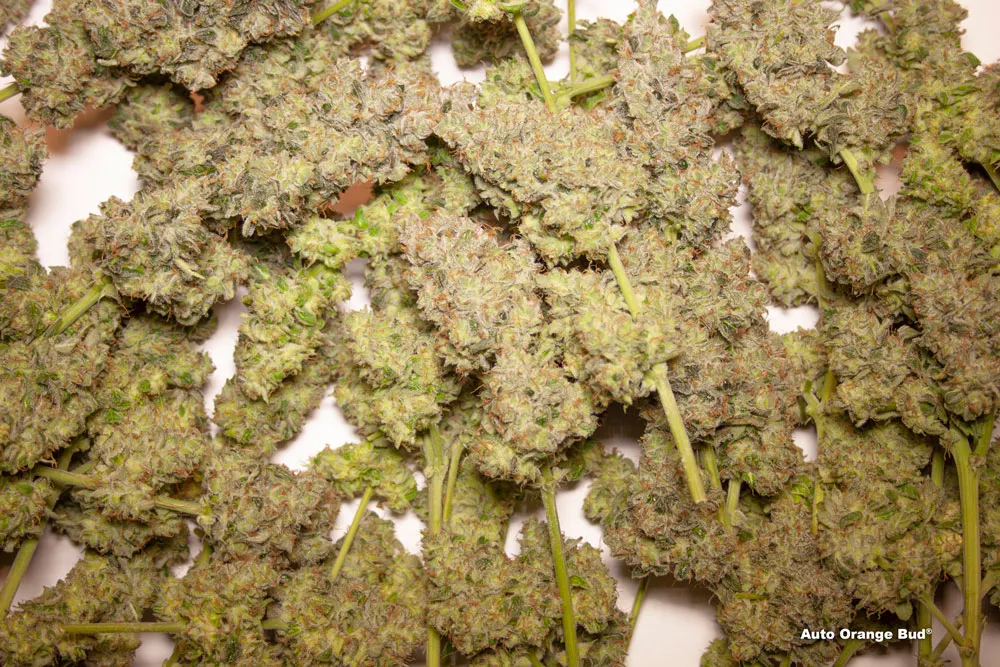 Auto Orange Bud autoflower buds before drying