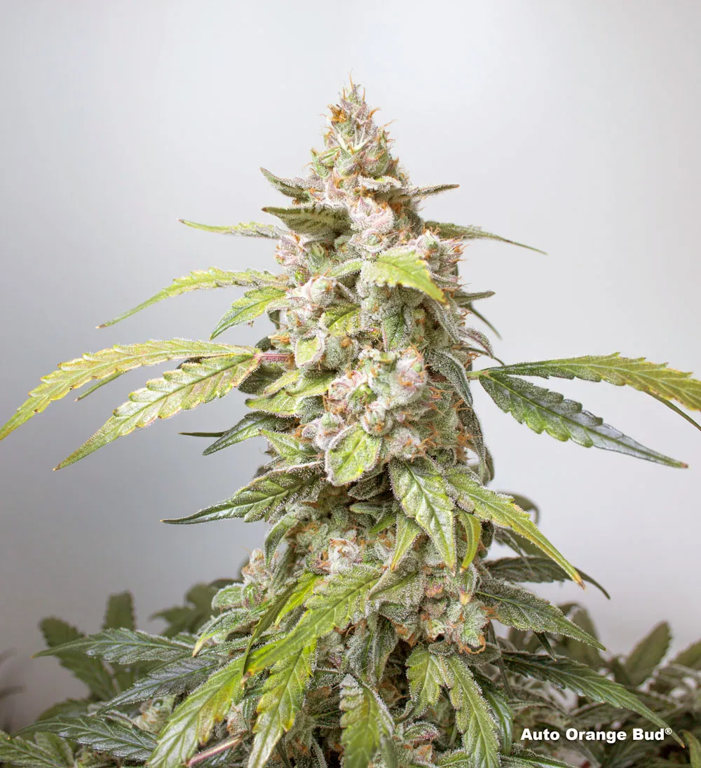 Auto Orange Bud by The Artist