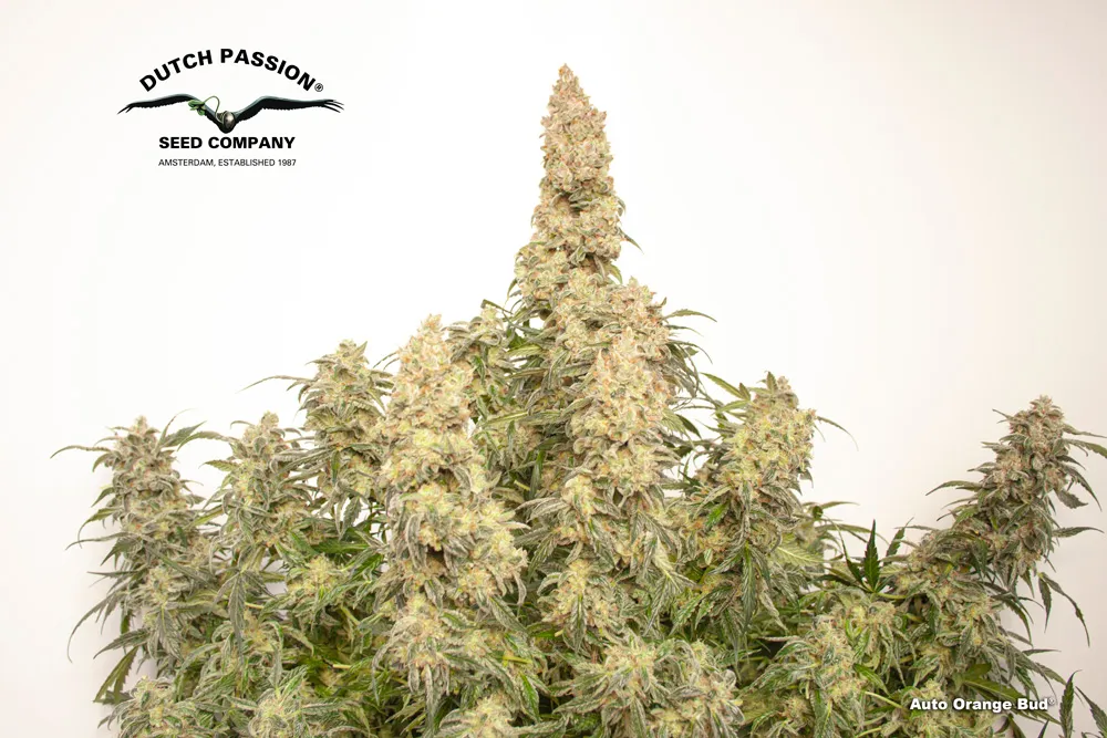 Auto Orange Bud at the end of flowering