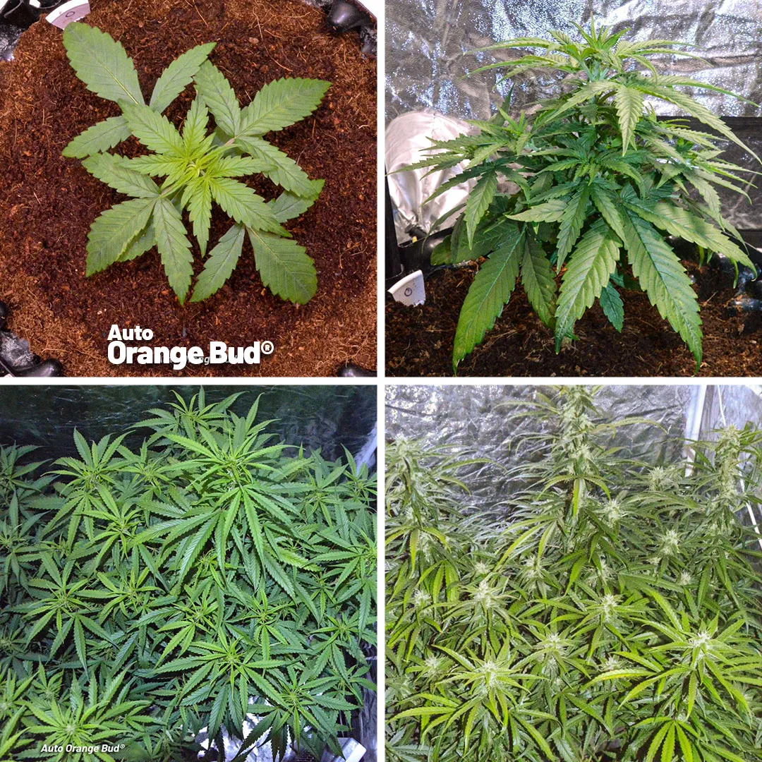 Auto-Orange-Bud-review-of-the-month