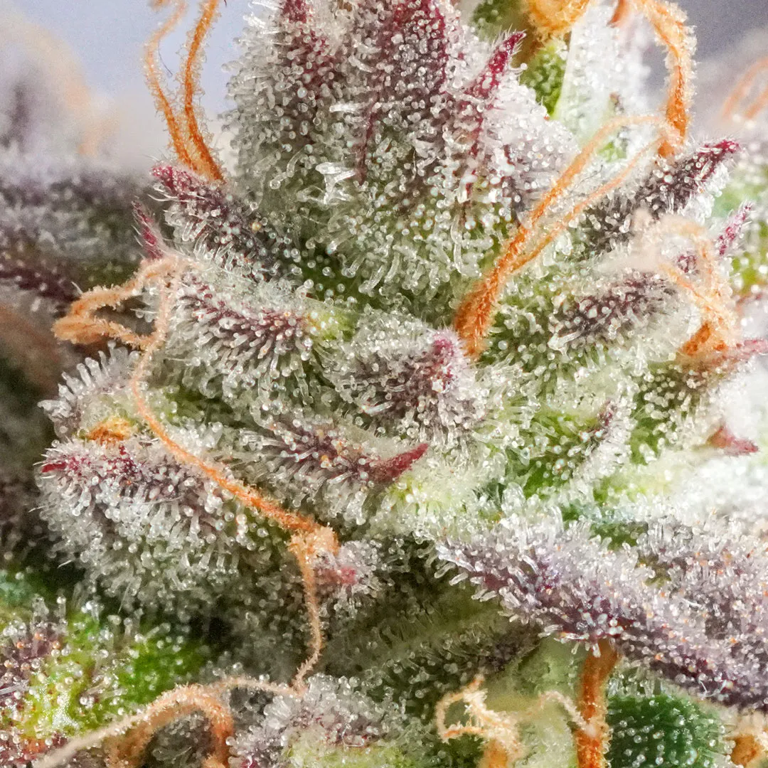 Auto-Orange-Bud-trichomes-all-over-the-bud