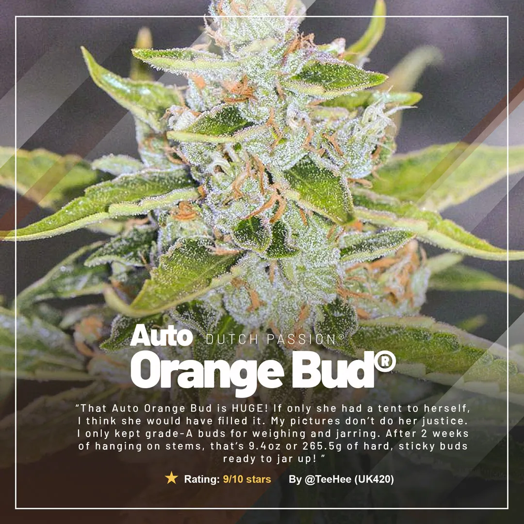 Auto-Orange-Bud-uk420-grow-report-huge-yield-autoflower