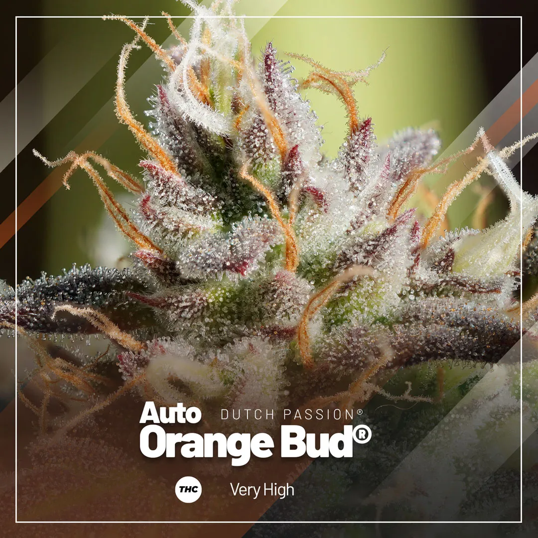 Auto-Orange-Bud-very-high-in-thc