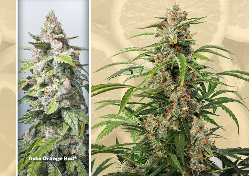 dutch-passion-cannabis-seed-company-top-5-autoflower-auto-orange-bud