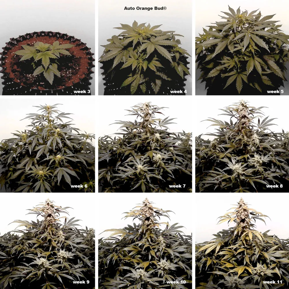 Auto Orange Bud week by week