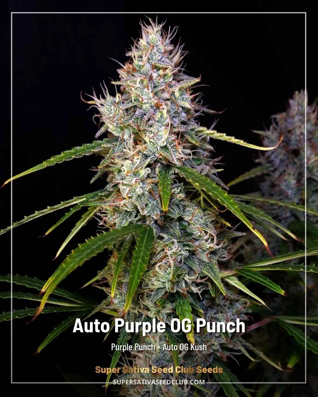 Auto Purple OG Punch SSSC