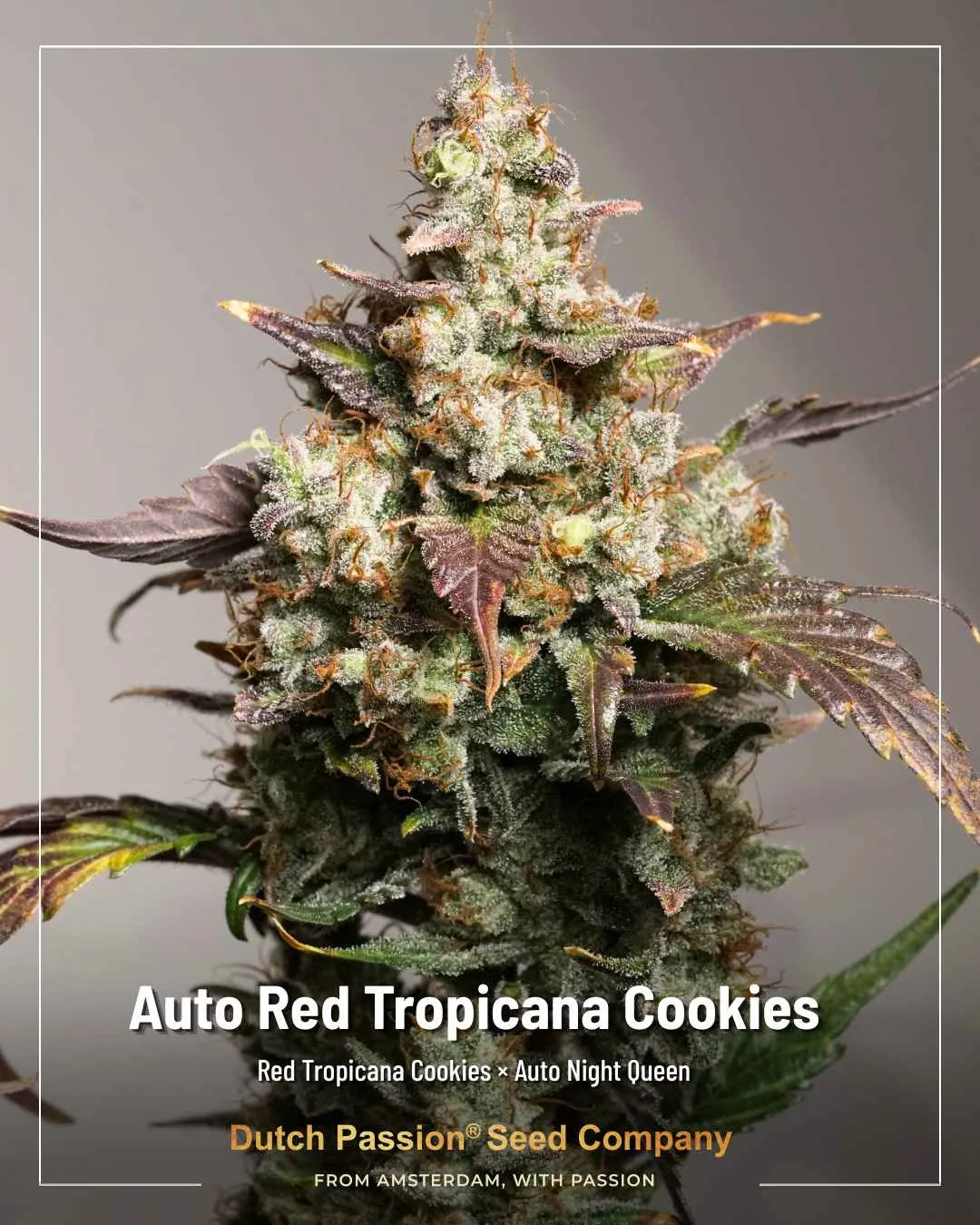 Auto Red Tropicana Cookies Dutch Passion