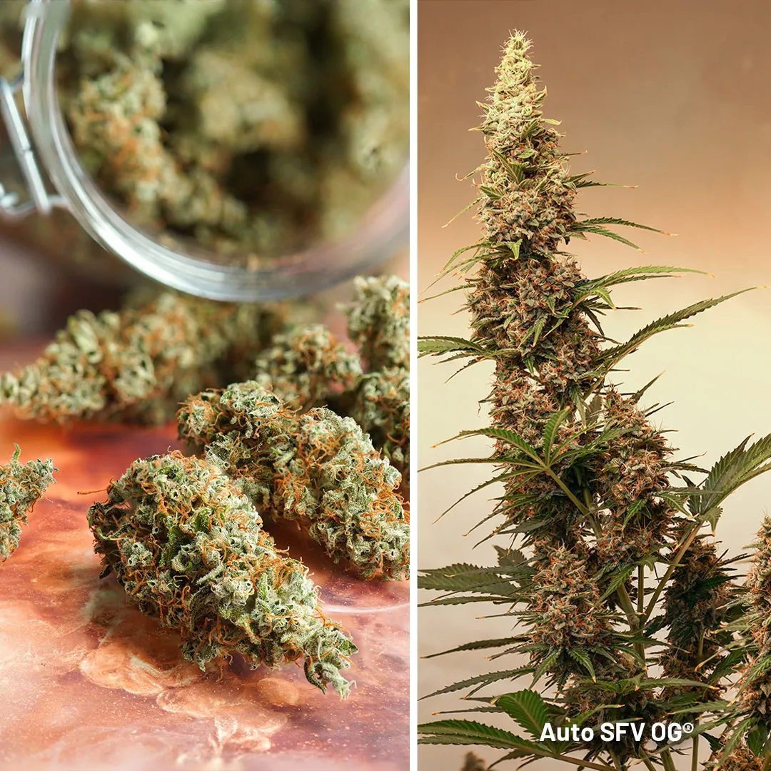 Auto-SFV-OG-autoflower-cup-winner