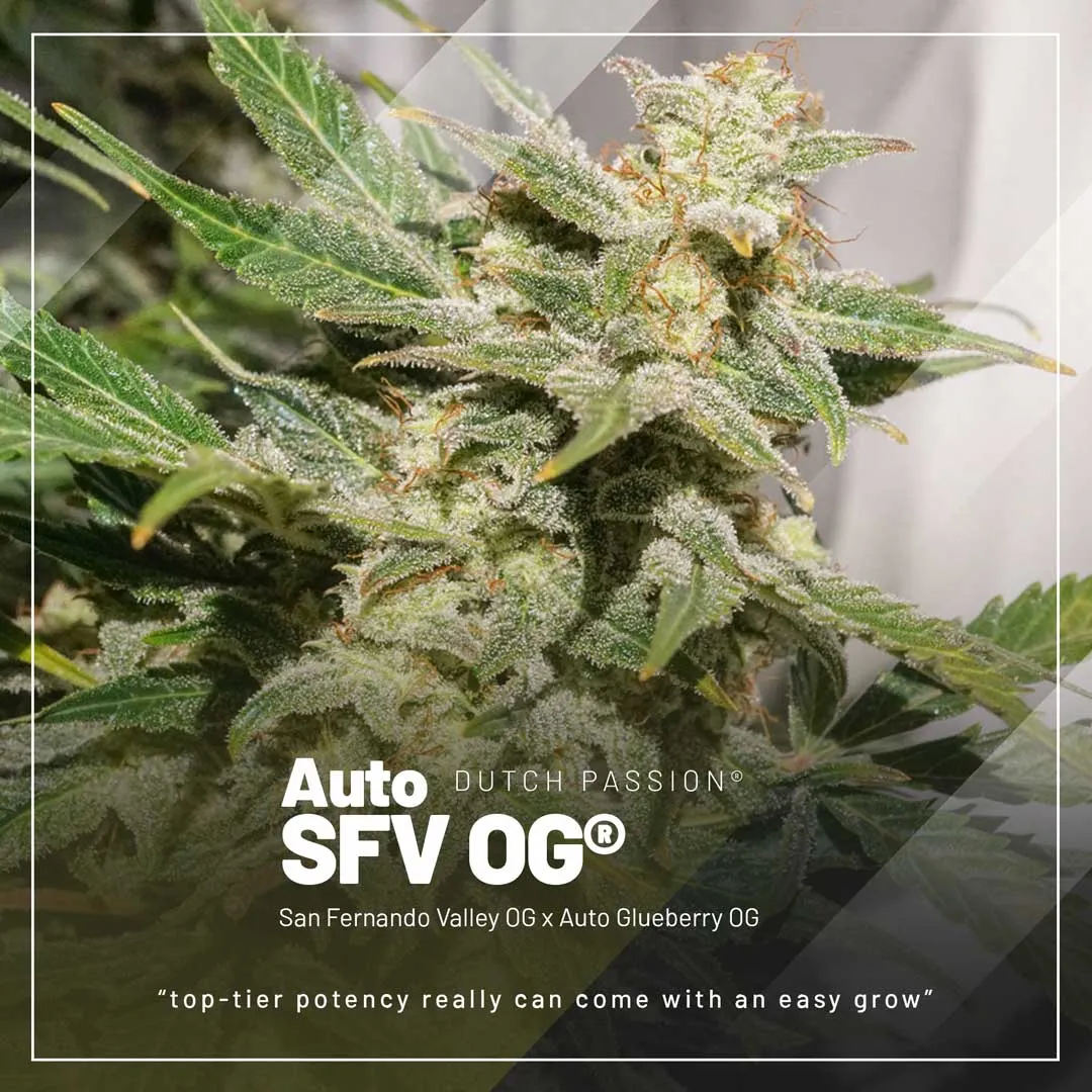 Auto-SFV-OG-cannabis-autoflower-seeds