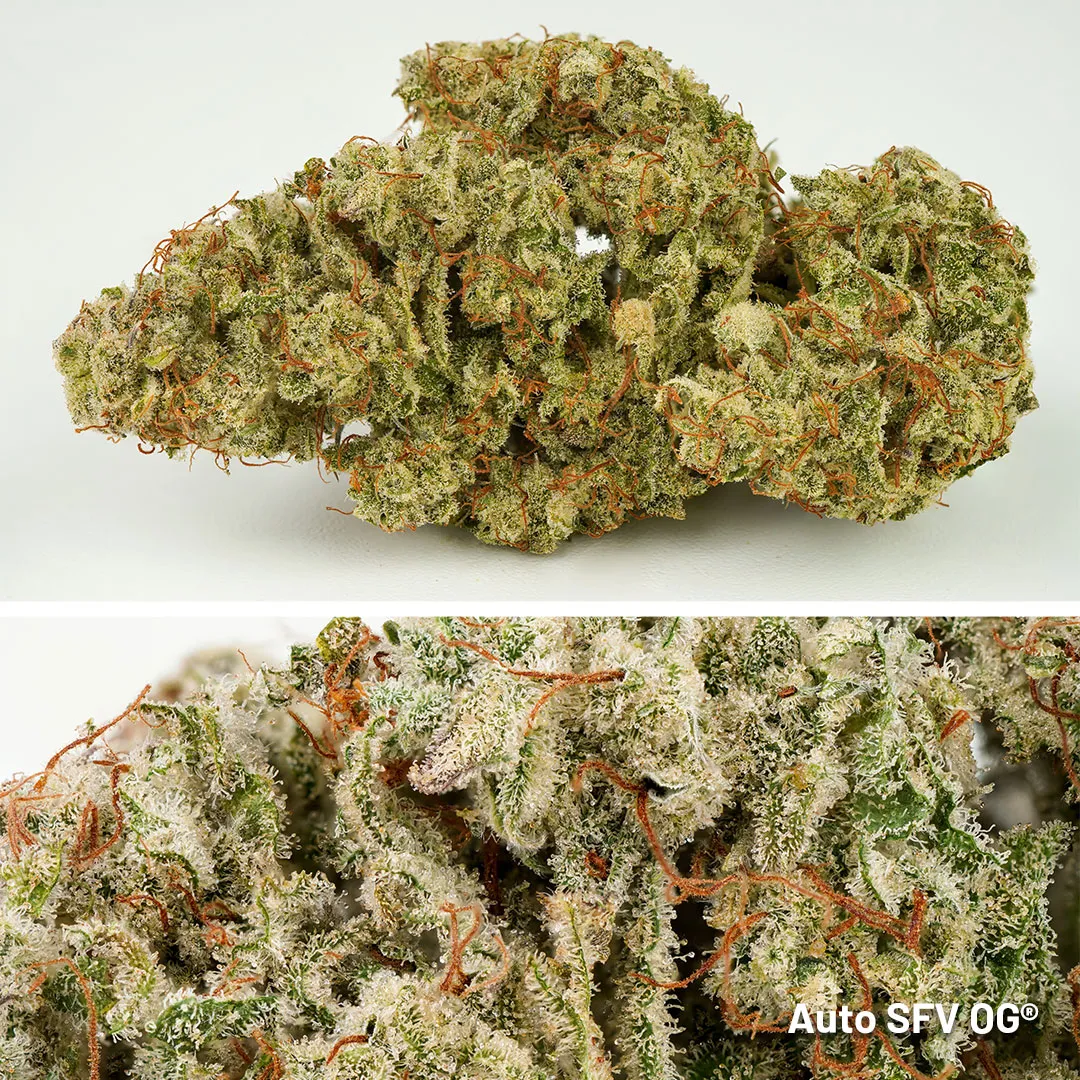 Auto-SFV-OG-frosty-cannabis-flower-dried