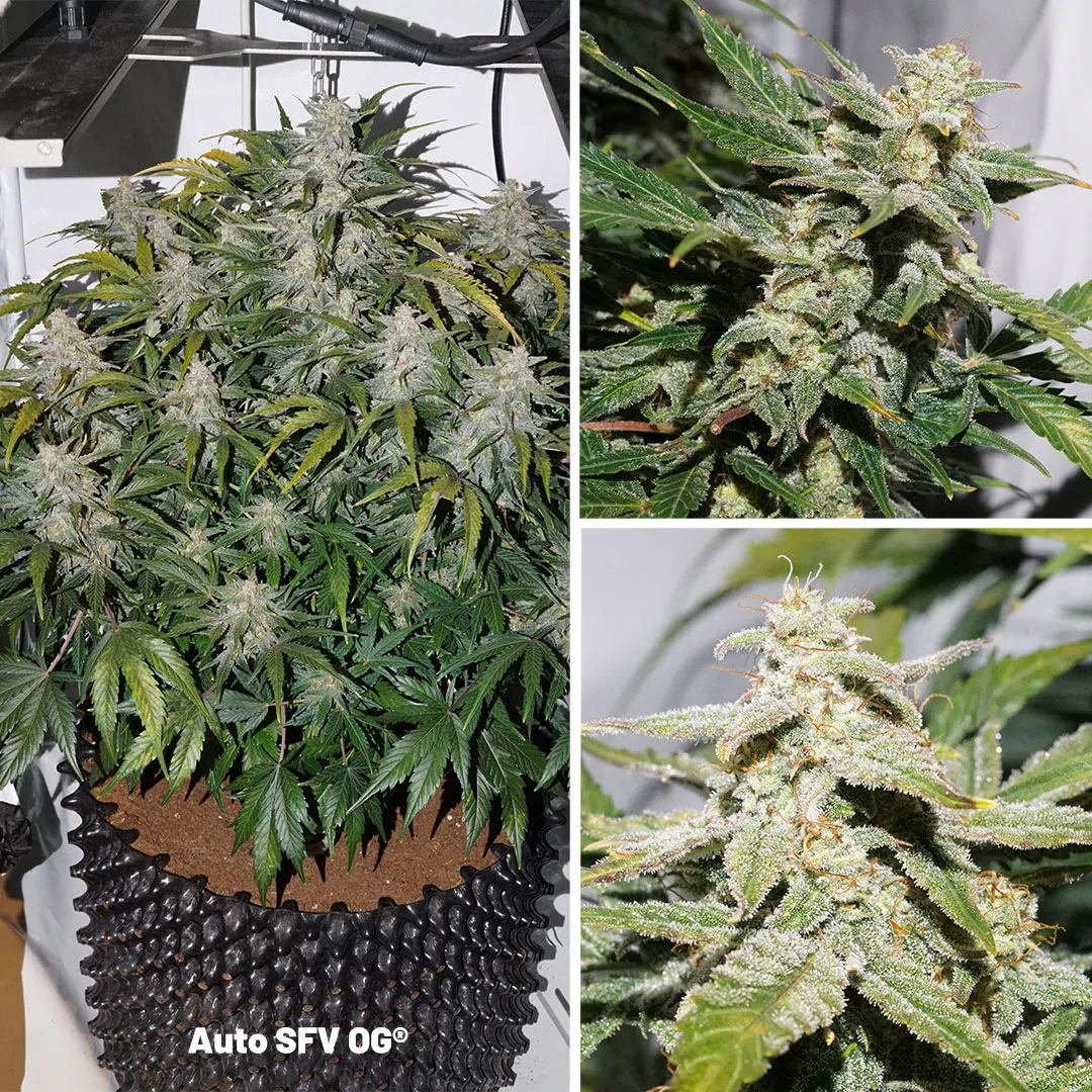 Auto-SFV-OG-plant-and-frosty-buds-flowering