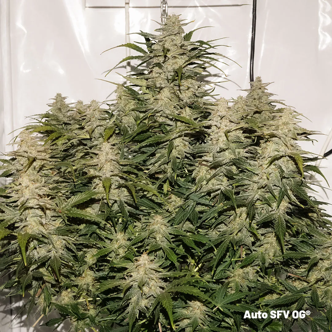 Auto-SFV-OG-plant-and-frosty-buds-flowering-plant