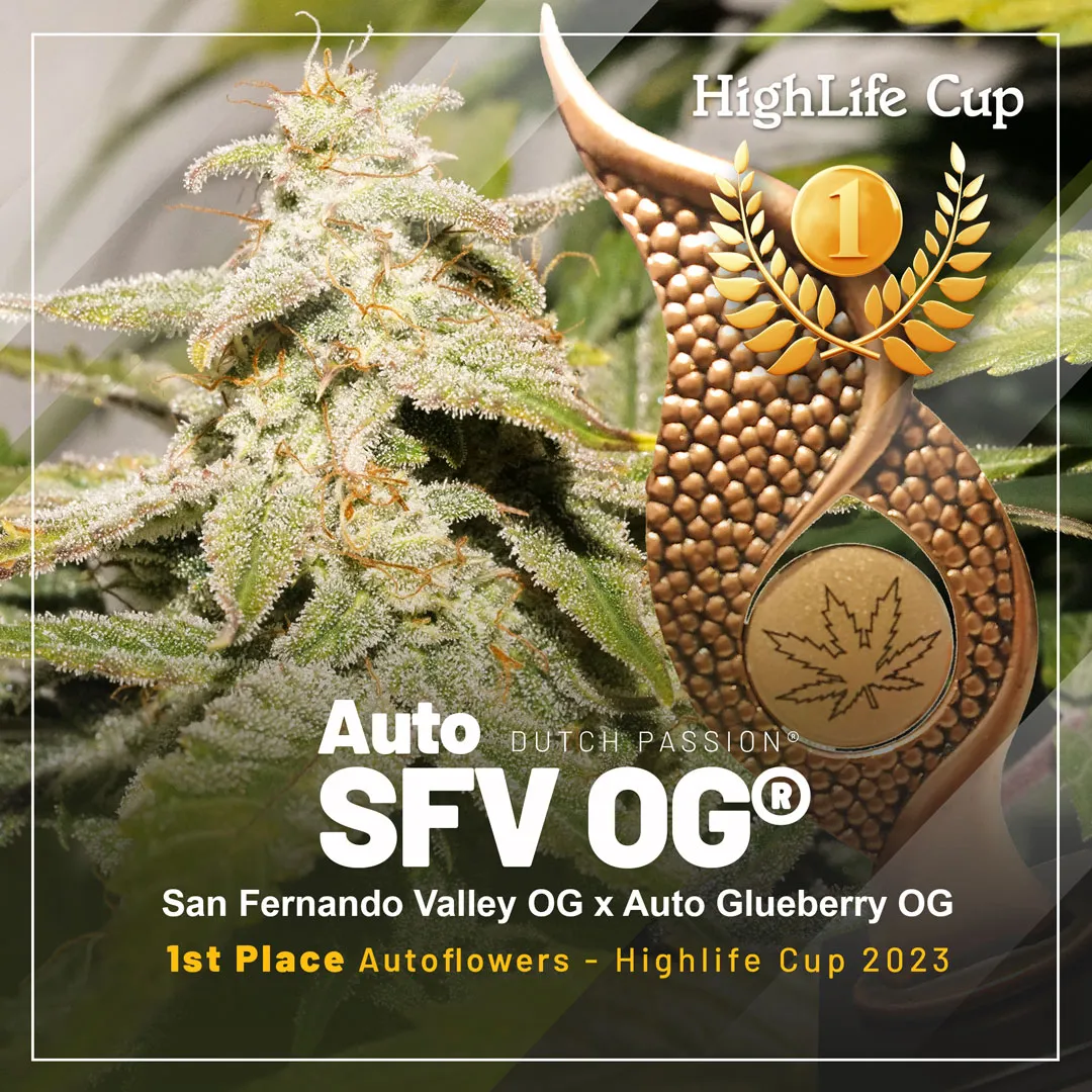 Auto-SVF-OG-1st-prize-winner-highlife-cup-2023-autoflowers