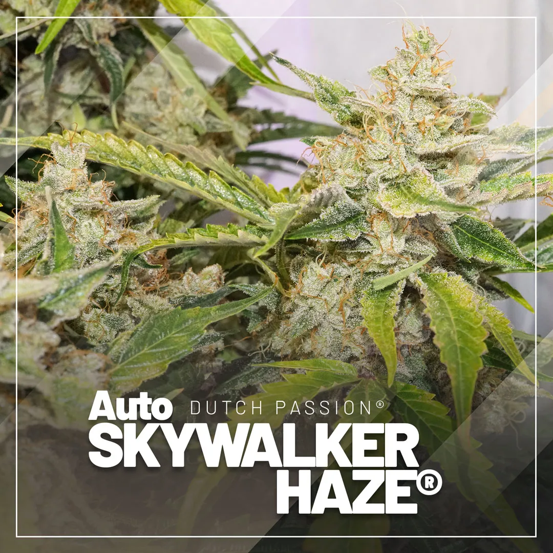 Auto-Skywalker-Haze-autoflower-extreme-thc