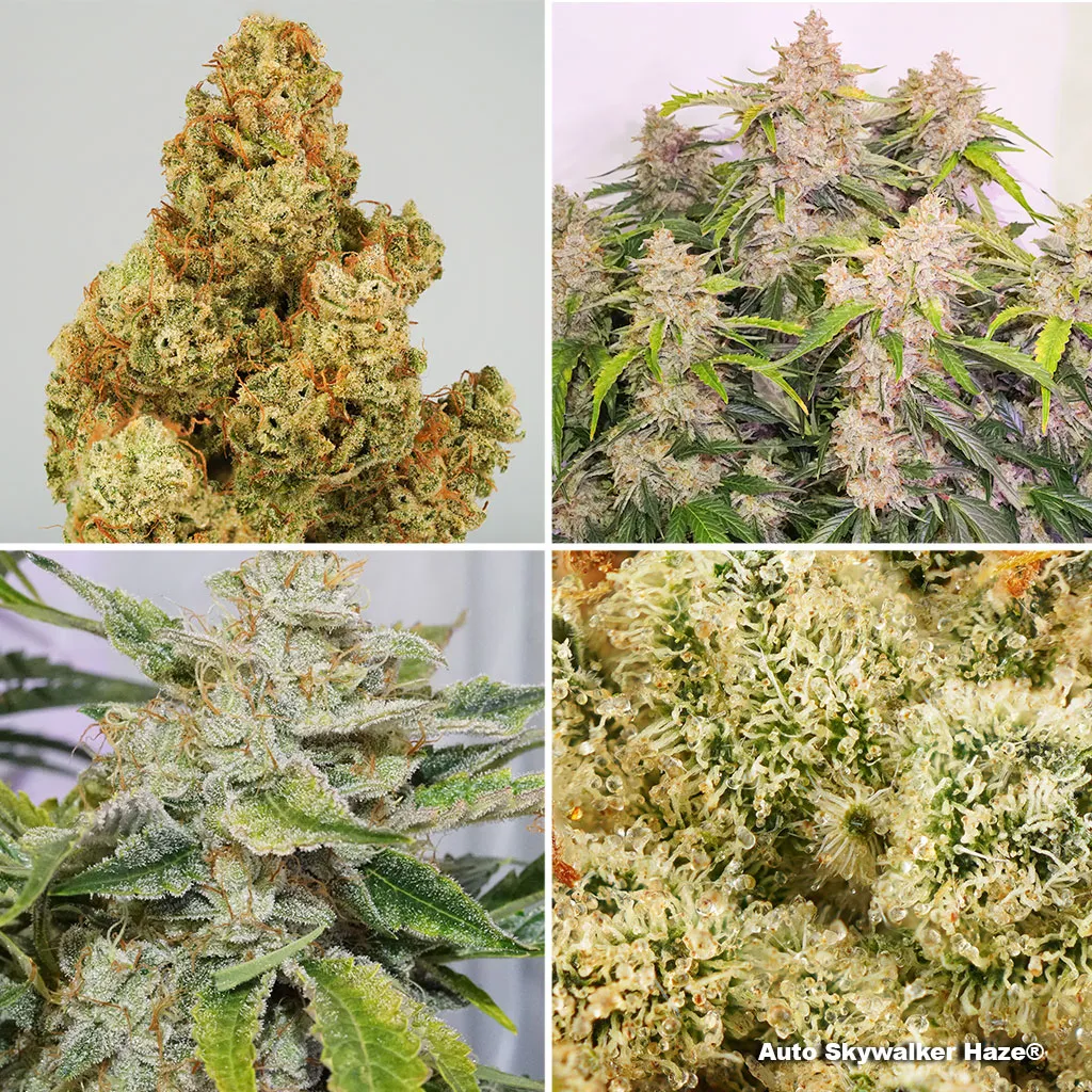 Auto Skywalker Haze by Dutch Passion