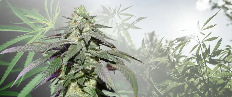 Dutch Passion Auto Skywalker Haze