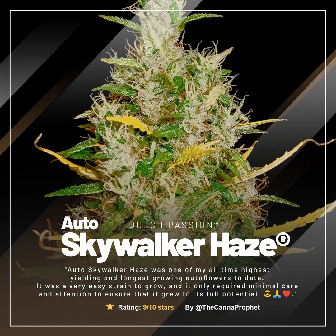 Auto-Skywalker-Haze-dutch-passion-autoflower
