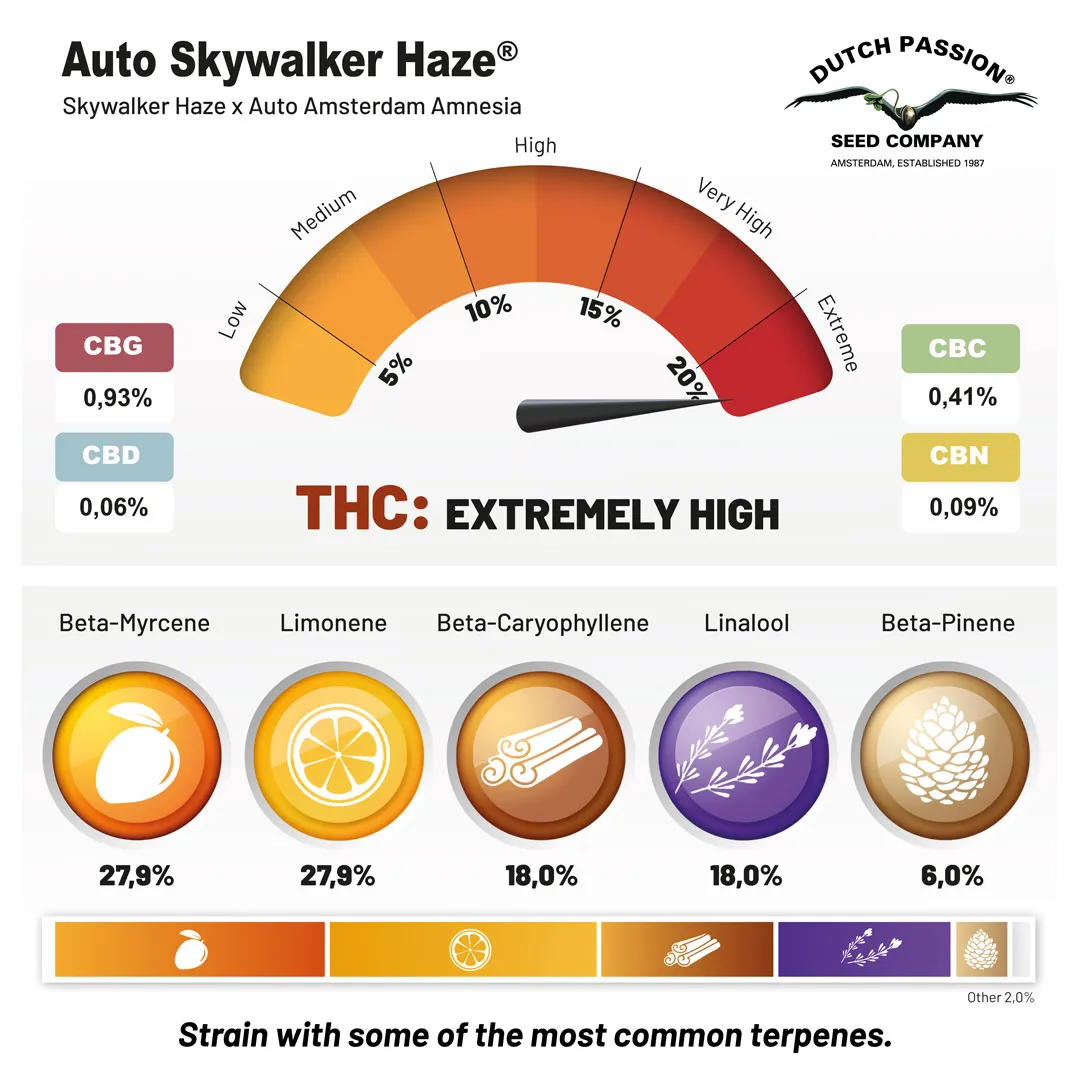 Auto-Skywalker-Haze-dutch-passion-seed-company-common-terpenes