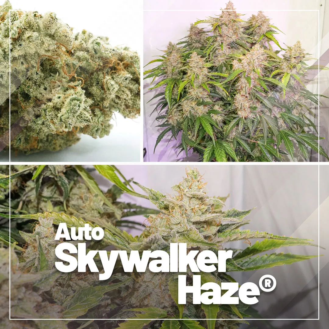 Auto Skywalker Haze, with 29% THC levels is this the world’s strongest autoflower strain?