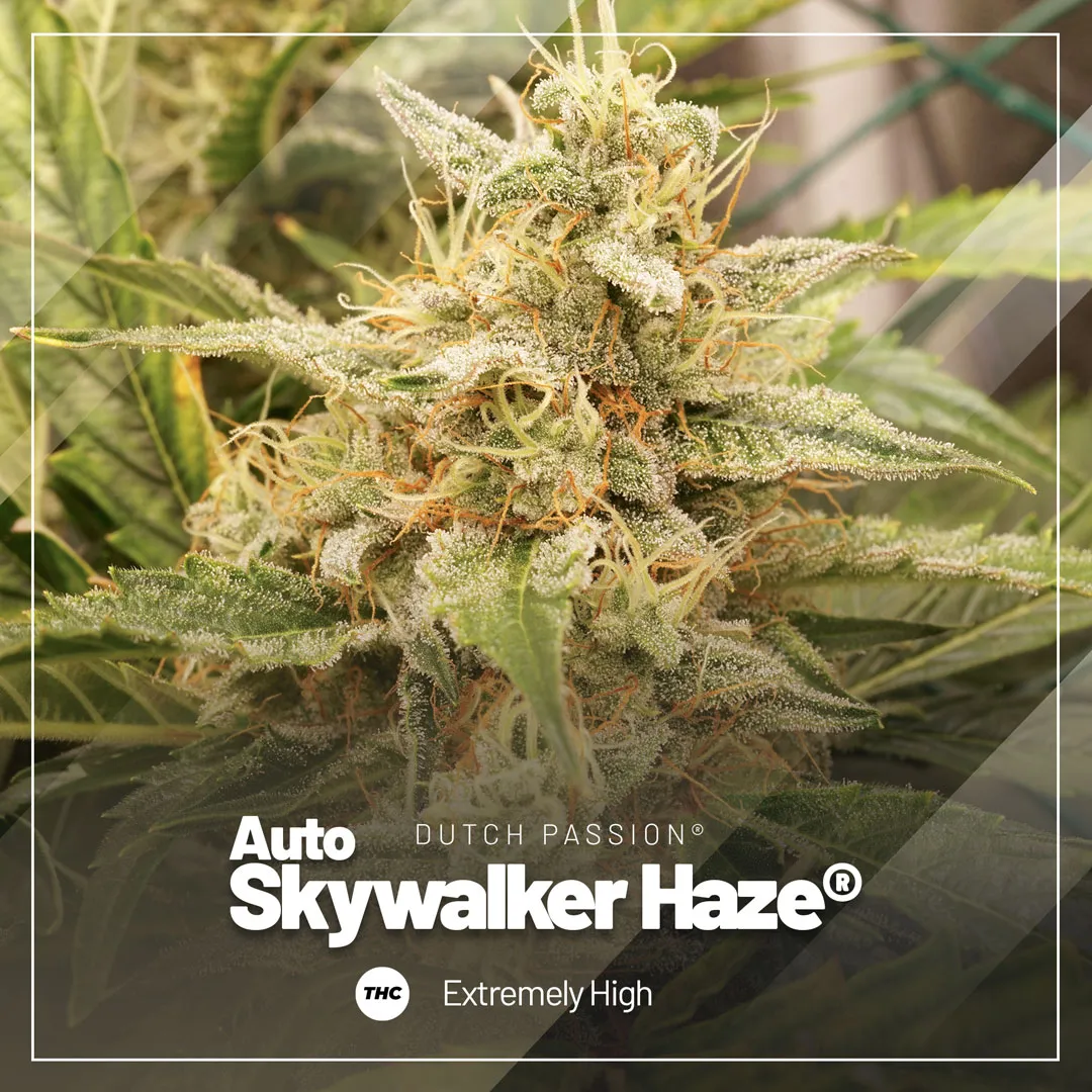 Auto-Skywalker-Haze-extremely-high-in-thc.