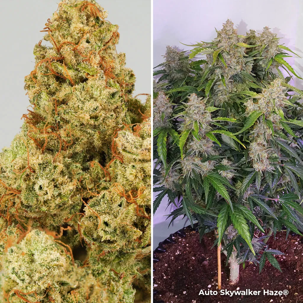 Auto Skywalker Haze with THC levels over 26%