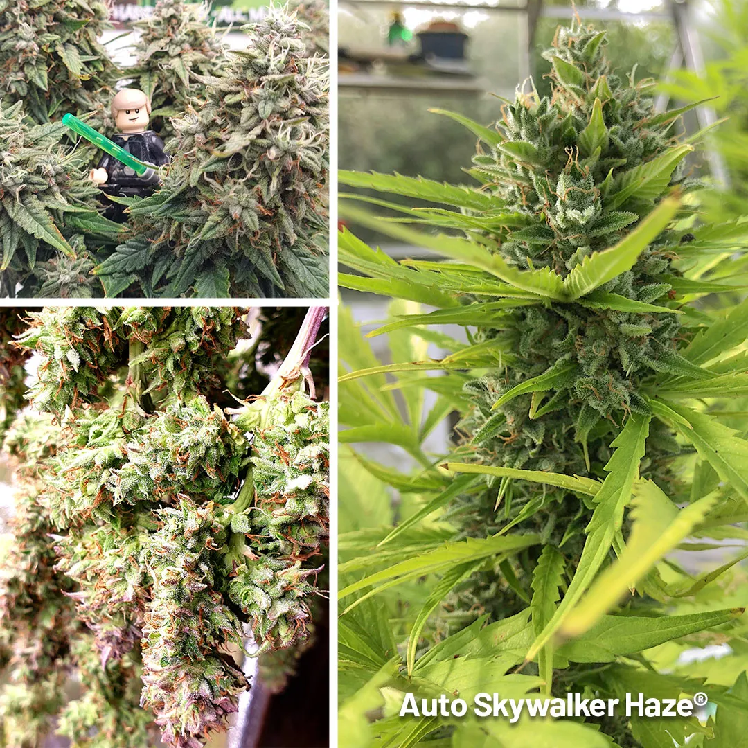 Auto-Skywalker-Haze-frosty-high-thc-autoflower-suitable-for-outdoor