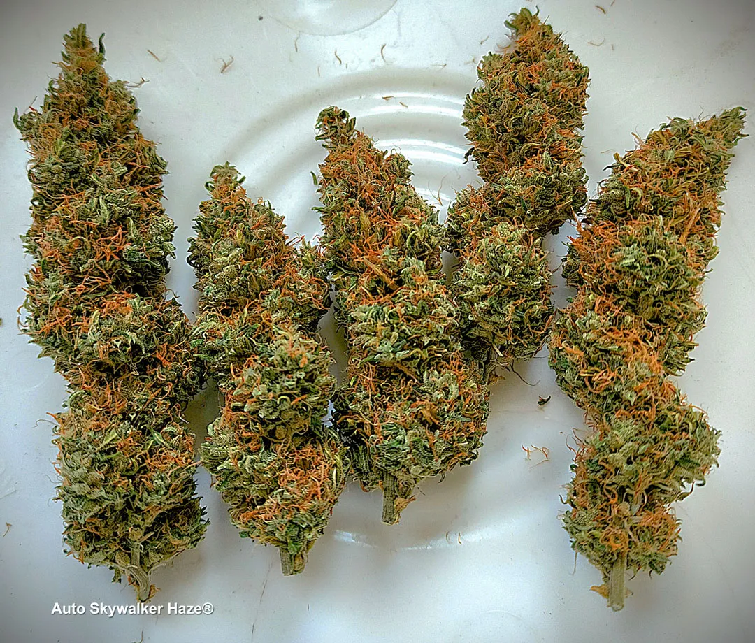 Auto-Skywalker-Haze-growdiaries-dutch-passion-autoflower-dried-buds