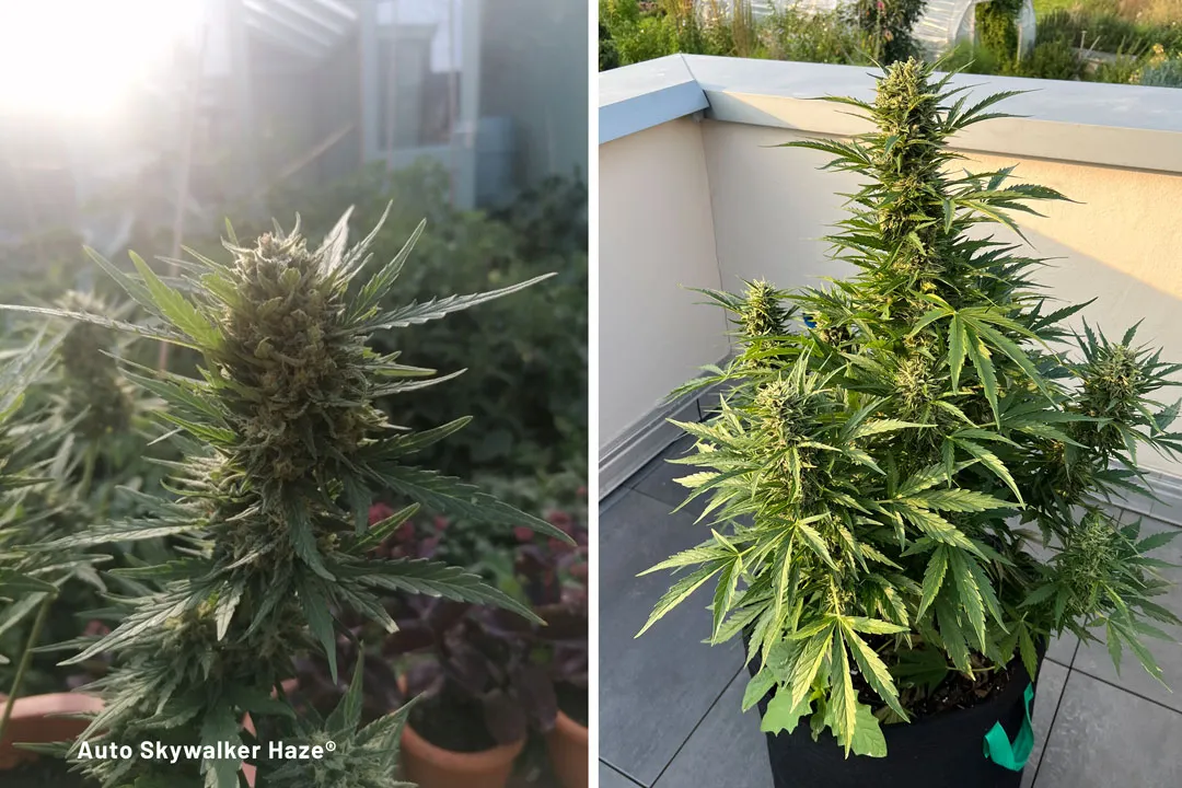 Auto-Skywalker-Haze-grown-outdoors