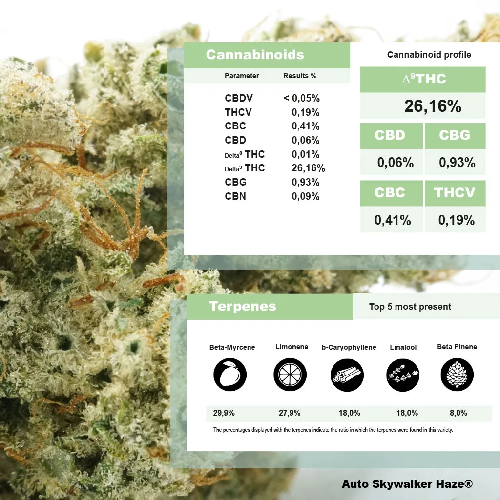 Auto Skywalker Haze lab results of over 26% THC