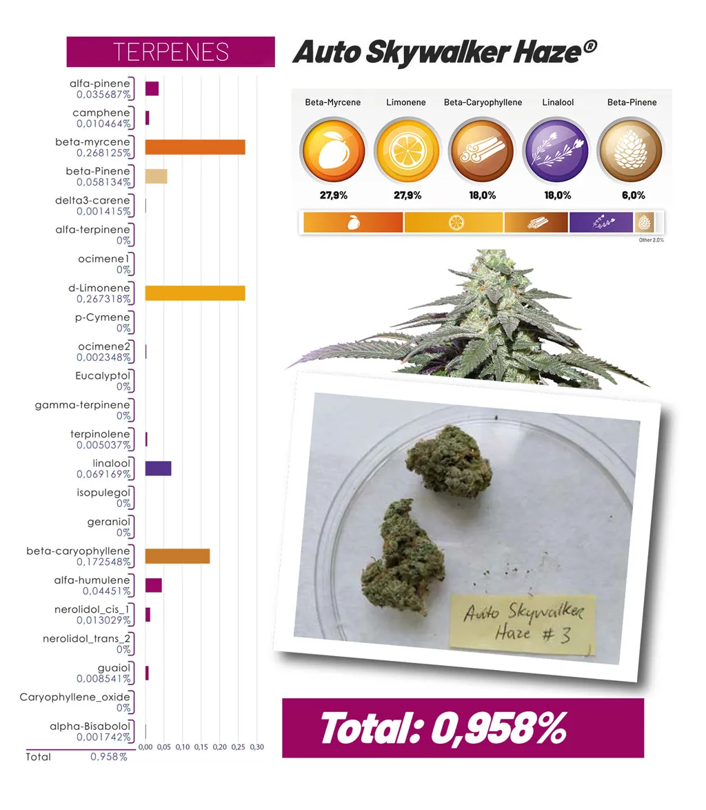 Auto Skywalker Haze terpenes and cannabinoids