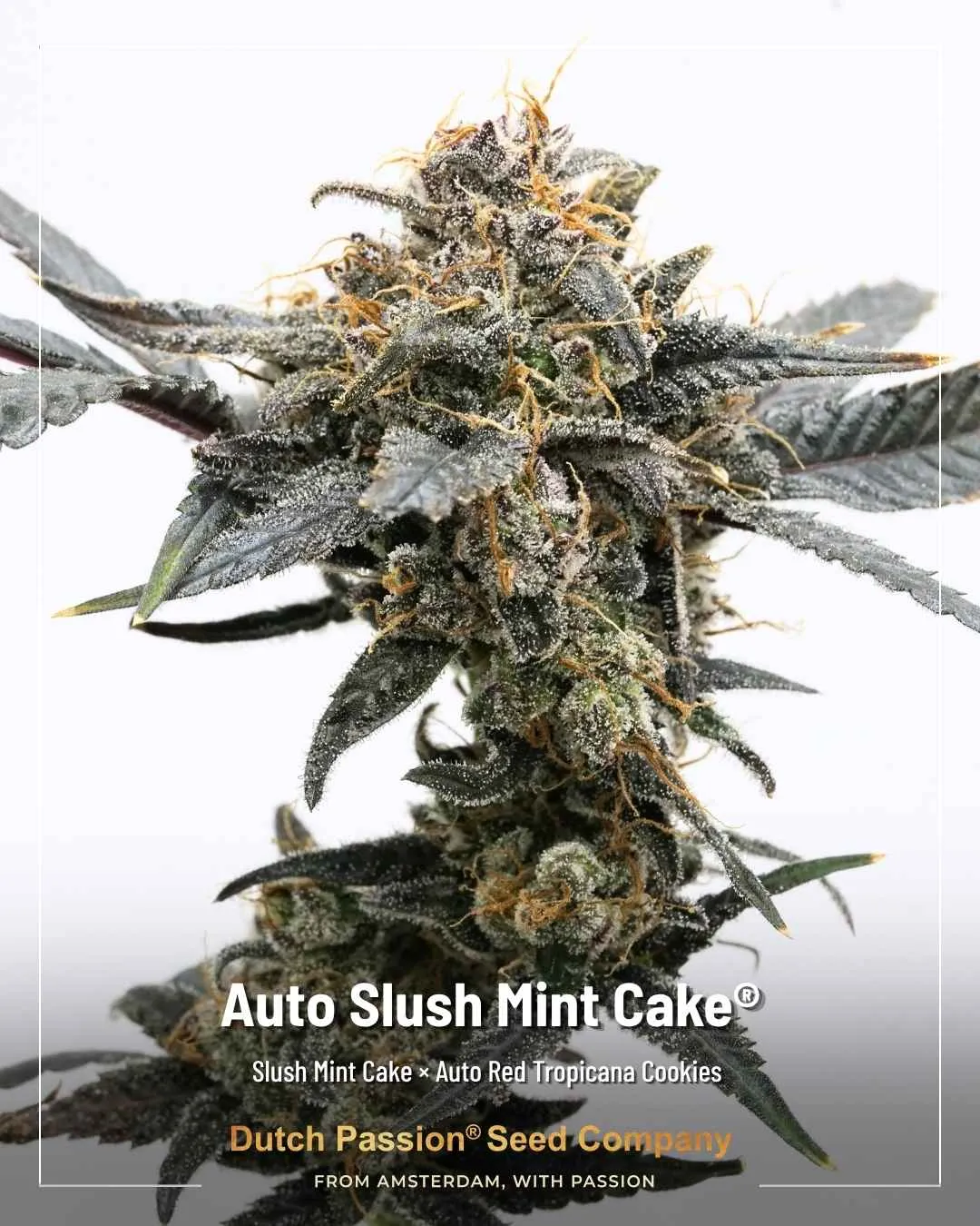 Auto Slush Mint Cake Dutch Passion