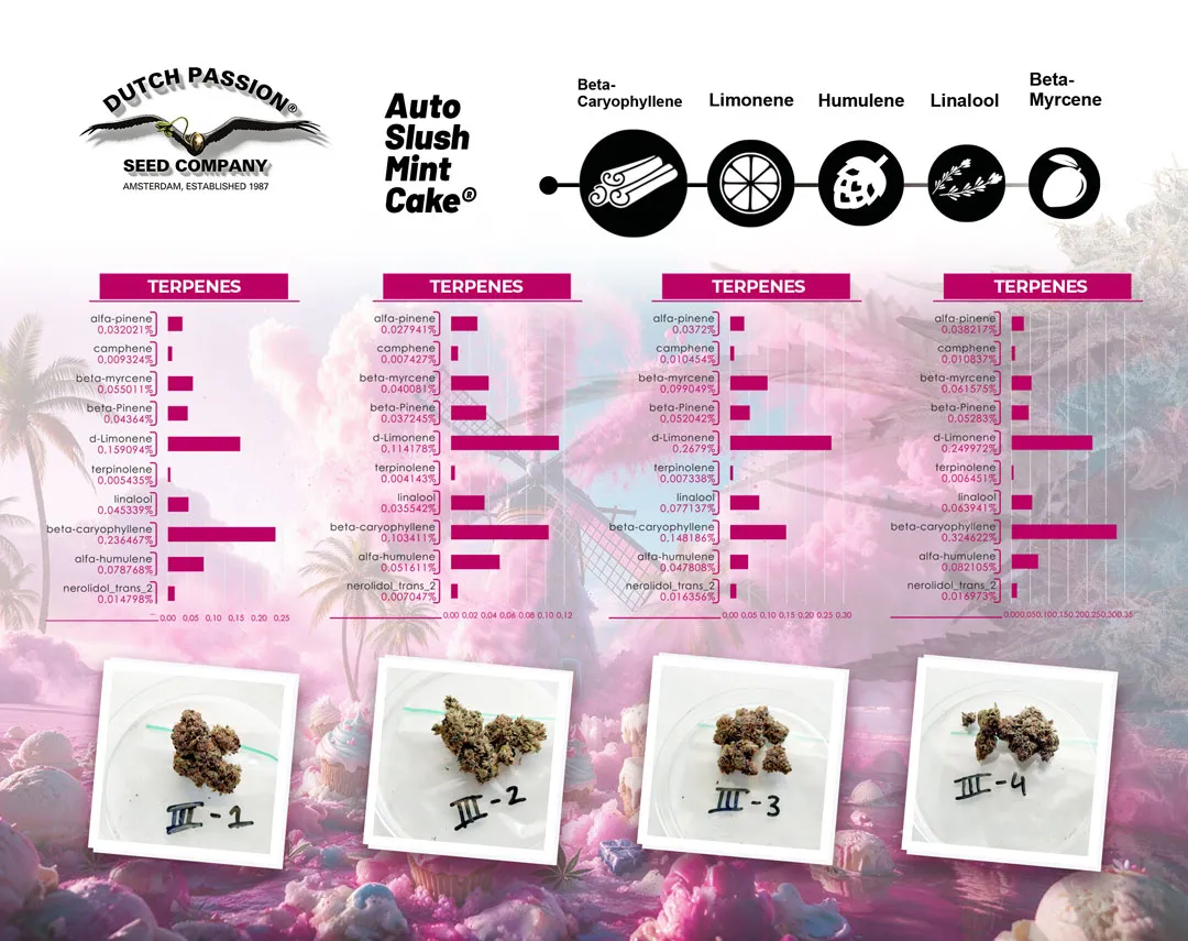 Auto Slush Mint Cake terpenes sample results